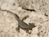 lezard des murailles lezard des murailles