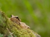 grenouille agile grenouille agile