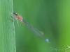 agrion agrion