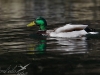 colvert colvert