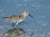 bécasseau variable bécasseau variable