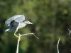 bihoreau gris bihoreau gris