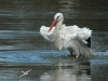 cigogne blanche cigogne blanche