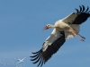 cigogne blanche cigogne blanche