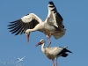 cigogne blanche cigogne blanche