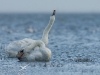 cygnes tuberculé cygnes tuberculé