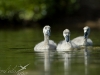 cygne tuberculé cygne tuberculé