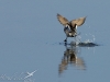 pilet-envol37_cd33a41 pilet-envol37_cd33a41
