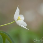 Anemone sylvie