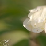 Anemone sylvie fermee