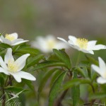 Anemone sylvie groupe