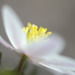 Anemone sylvie profil