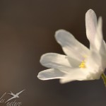 Anemone sylvie