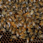 abeille1