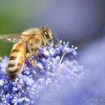abeille2