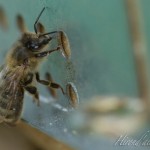 abeille3
