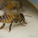 abeille5