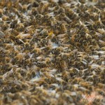 abeille6