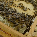 abeille7