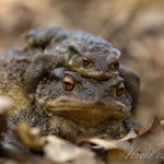 crapaud accouplement