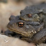 crapaud accouplement