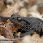 crapaud male