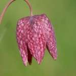 fritillaire pintade