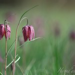 fritillaire pintade duo