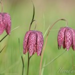 fritillaire pintade trio
