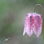 fritillaire pintade