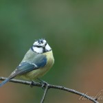 hirondailes-nature-bluetit