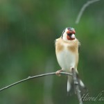 hirondailes-nature-chardonneret
