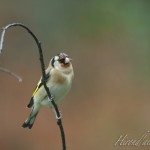 hirondailes-nature-chardonneret2