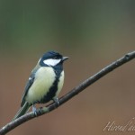 hirondailes-nature-mesange