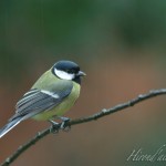 hirondailes-nature-mesange2