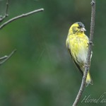 hirondailes-nature-tarin1