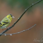hirondailes-nature-tarin2