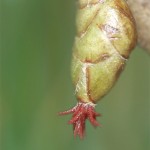 noisetier fleur femelle