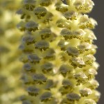 noisetier fleur male macro