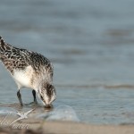 sanderling1