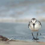 sanderling2