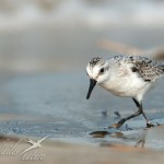 sanderling3