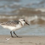 sanderling4